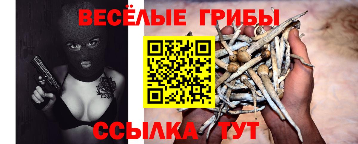 закладка  Вход с VPN  Чайковский  Галлюциногенные грибы Psilocybine cubensis 